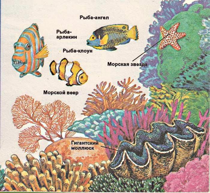 коралловые рифы и рыбы коралловых рифов